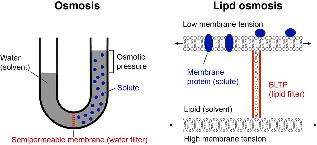 Yongli Zhang Lab at Yale (@zhanglaby) on Twitter photo Our paper “Lipid osmosis, membrane tension, and other mechanochemical driving forces of lipid flow” has been published in Current Opinion of Cell Biology (authors.elsevier.com/a/1jB3M3PA3sYq…). 1/n Our paper “Lipid osmosis, membrane tension, and other mechanochemical driving forces of lipid flow” has been published in Current Opinion of Cell Biology (authors.elsevier.com/a/1jB3M3PA3sYq…). 1/n