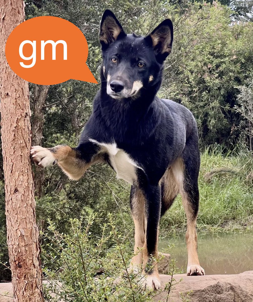 gm fam we are bullish on btc and eth and a few memes #lfdg🚀