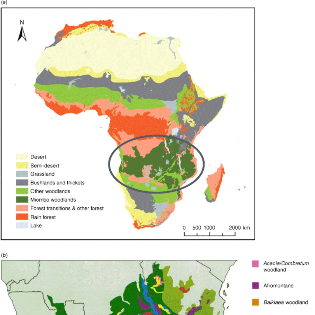 Framework for a savanna burning emissions abatement methodology applicable to fire-prone miombo woodlands in southern Africa
ow.ly/esqc50RVVLn