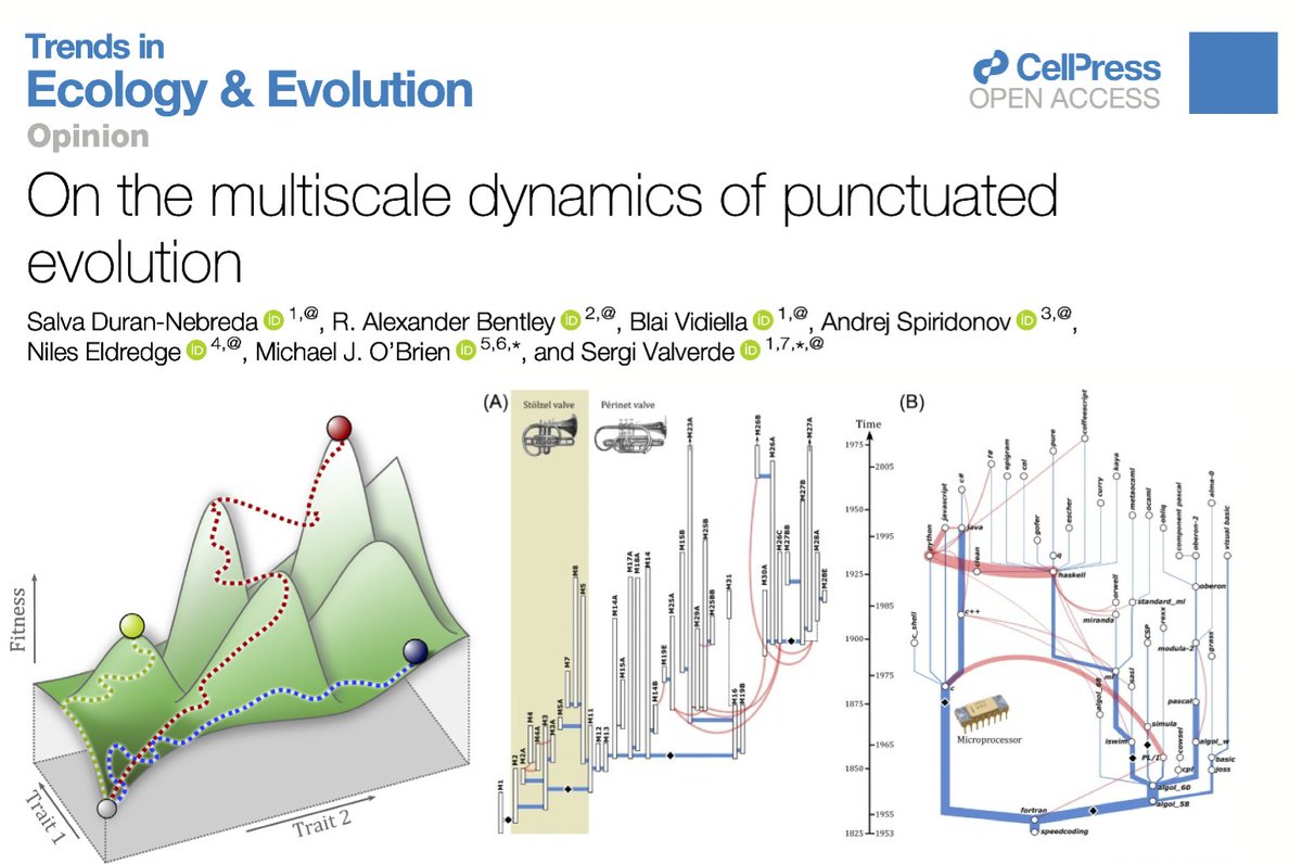Ricard Solé (@ricard_sole) on Twitter photo How does complexity arise in (macro)evolution? Is it a continuous or a stepwise process? What about hierarchies? Check this new <a href="/Trends_Ecol_Evo/">Trends in Ecology & Evolution</a> review led by <a href="/svalver/">Sergi Valverde🌍(under a blue sky)</a> on the <a href="/eldredge/">eldredge</a> and Gould's Theory of Punctuated Equilibrium across scales. cell.com/trends/ecology… How does complexity arise in (macro)evolution? Is it a continuous or a stepwise process? What about hierarchies? Check this new <a href="/Trends_Ecol_Evo/">Trends in Ecology & Evolution</a> review led by <a href="/svalver/">Sergi Valverde🌍(under a blue sky)</a> on the <a href="/eldredge/">eldredge</a> and Gould's Theory of Punctuated Equilibrium across scales. cell.com/trends/ecology…