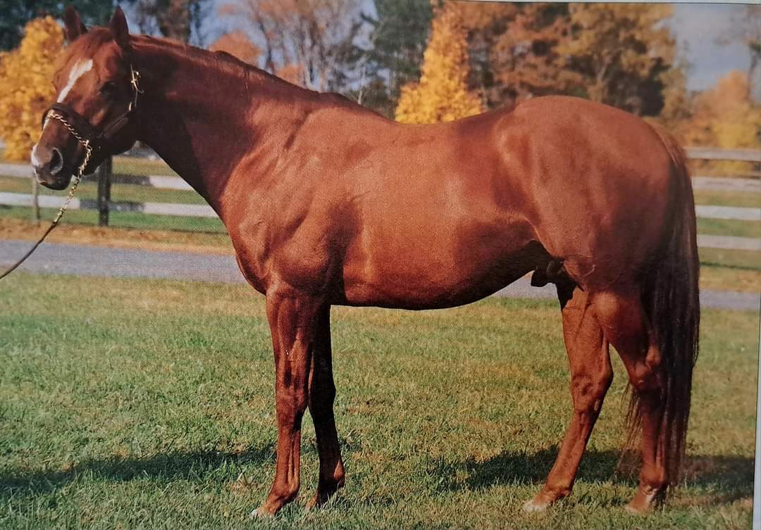 HORSERACING1002's tweet photo. GO AND GO🇮🇪1987
(BE MY GUEST - IRISH EDITION BY ALLEGED)
#GoandGo https://t.co/eGlivU0Zns