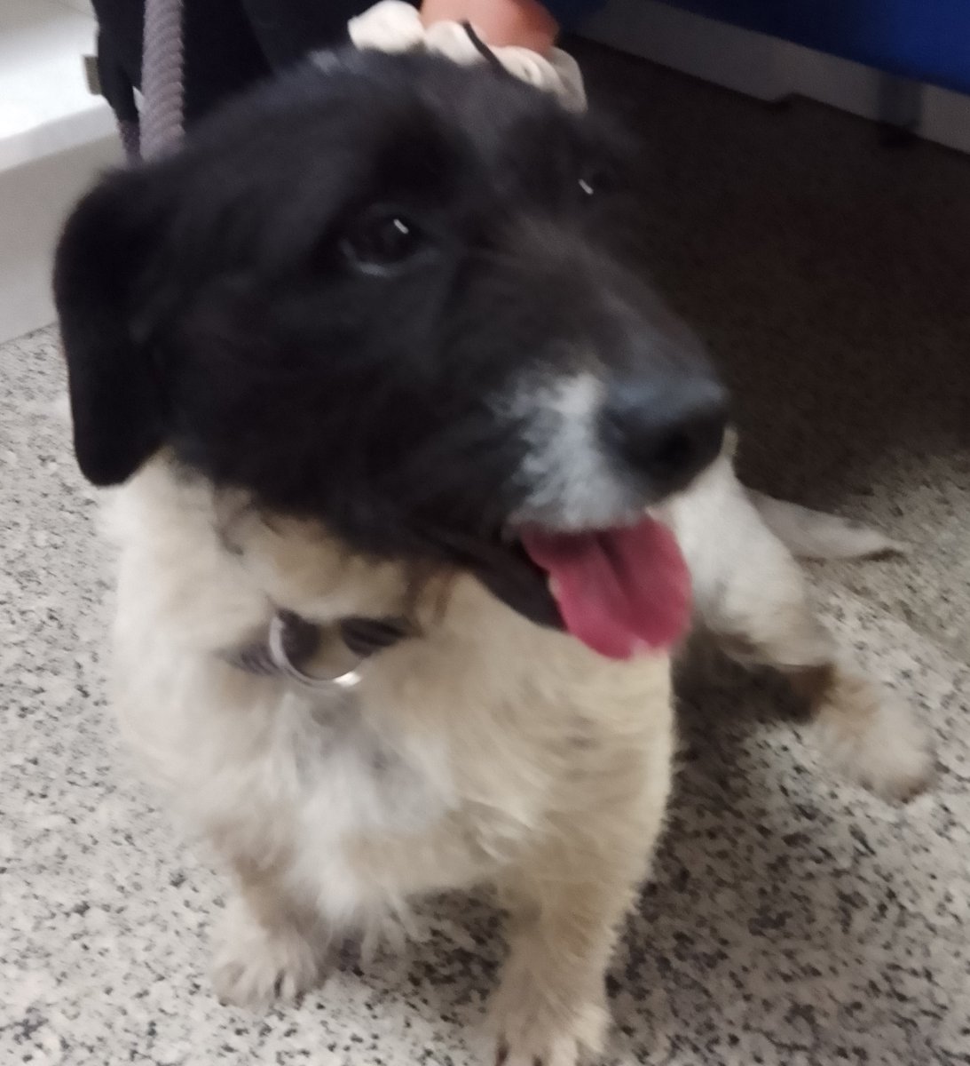 Please retweet to help find the owner or a rescue space for this stray dog, found/abandoned  #SWINDON #WILTSHIRE  #UK 🆘 
Female JACK RUSSELL TERRIER, not wearing a collar, chip not registered.  Found 23 May. 
Now in a council pound for 7 days, please share widely as she could be