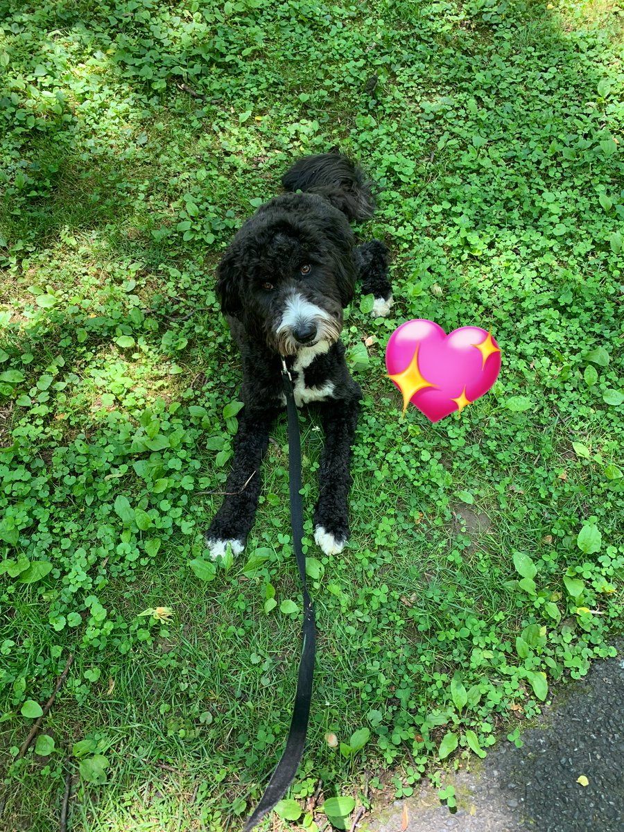 Dr. Lara Varpio tweet media