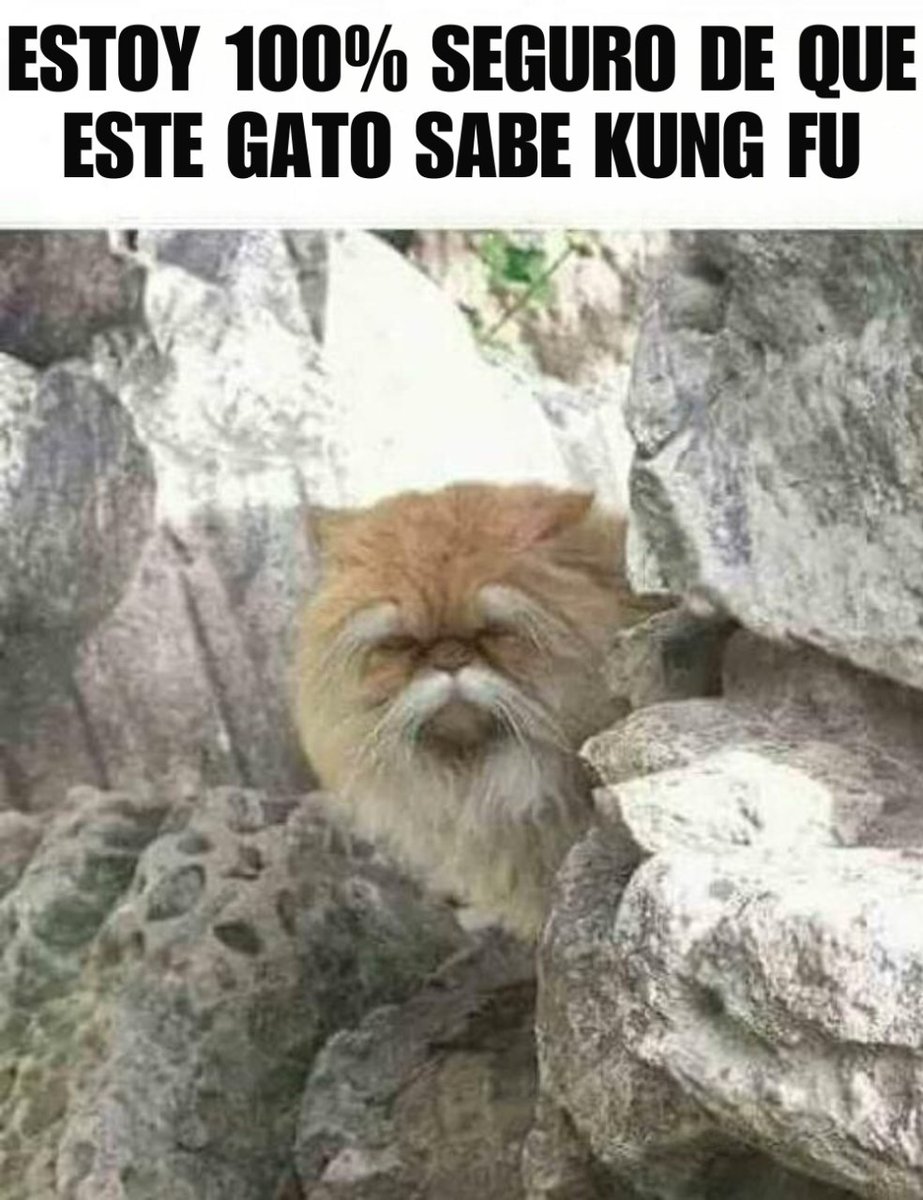 Esos gatos locos (@esosgatoslocos) on Twitter photo 