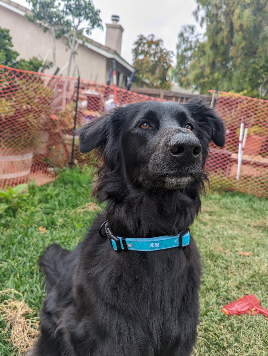 Shadowfriend20's tweet photo. Ellie's biggest fan 🐕 @levelupdub @Subtronics https://t.co/znVlDWvJqR