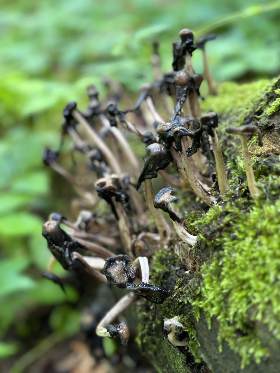 Carnage #FungiFriday