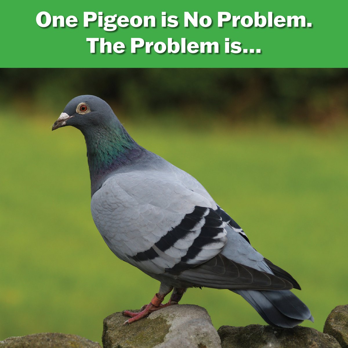 There's no such thing as ONE pigeon! Since pigeons breed year-round, especially in urban areas where food and shelter are readily available, a pigeon population can grow quickly. Reduce their population safely and humanely with "Birth Control for Pigeons" #birdcontrol #pigeons