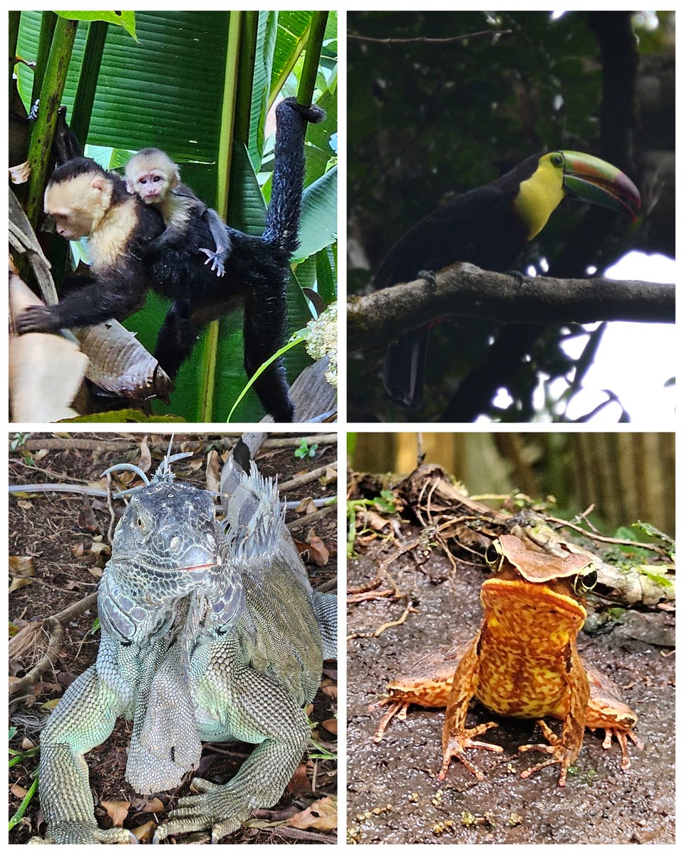 Costa Rica was pretty epic 😍 Thanks to <a href="/Intrepid_Travel/">Intrepid Travel</a> and our wonderful tour leader, Leo, for making it such a fantastic adventure ❤️