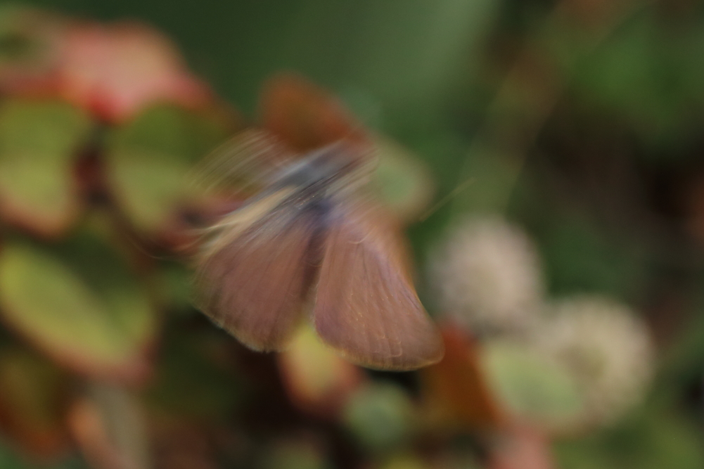 Working through a few old images.  Think this #butterfly from Jerusalem in November 2019 is Lang's Short-tailed Blue (Leptotes pirithous) but I'm not that familiar with the butterflies of that part of the world so could be wrong.  Do people agree?