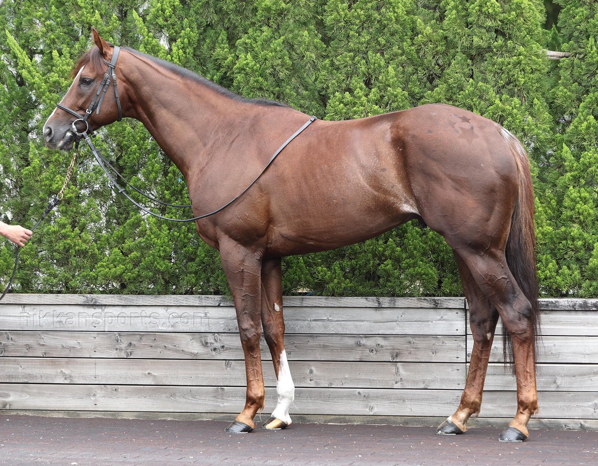 【安田記念】
春のマイル王決定戦！
関西馬8頭のフォトパドックが届きました！

予想の参考にどうぞ！
皆さんはどの馬が気になりますか？

① #ガイアフォース 
② #コレペティトール 
③ #ステラヴェローチェ 
④ #セリフォス