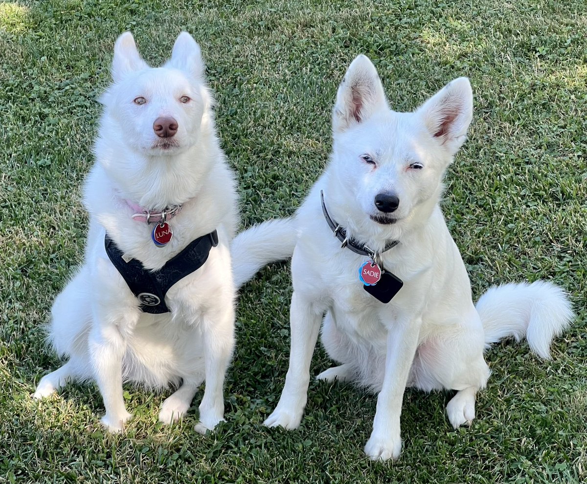 SixbyFire's tweet photo. Summer 2024 photo of Luna (L) and Sadie. Both double merle herding type dogs, though Sadie is believed to have some husky in her lineage.
Luna is mostly blind and is missing her front paws while Sadie is deaf and only has one really good eye.
#doublemerle #dogsofx #dogsoftwitter https://t.co/9B9zZhnd5k