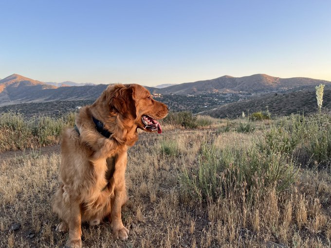 Pictures of Dusty on his walk last night at Sunset 🌅❤️ https://t.co/9P56Y7euWc
