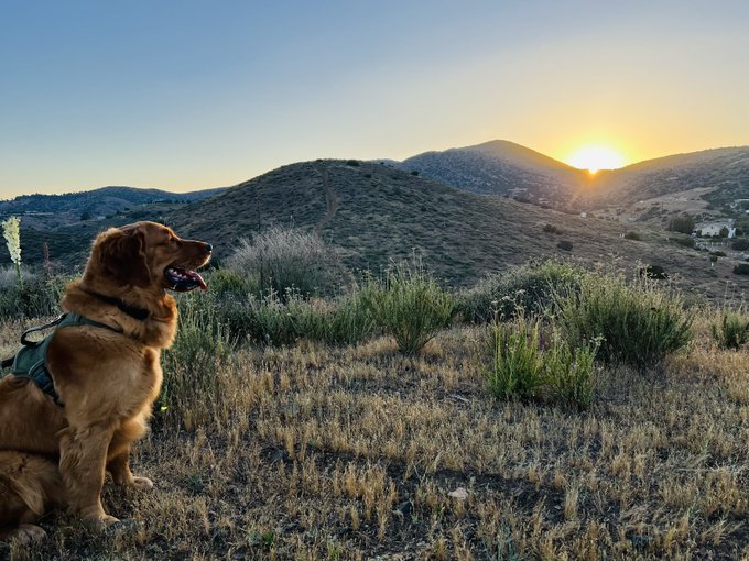 Pictures of Dusty on his walk last night at Sunset 🌅❤️ https://t.co/9P56Y7euWc