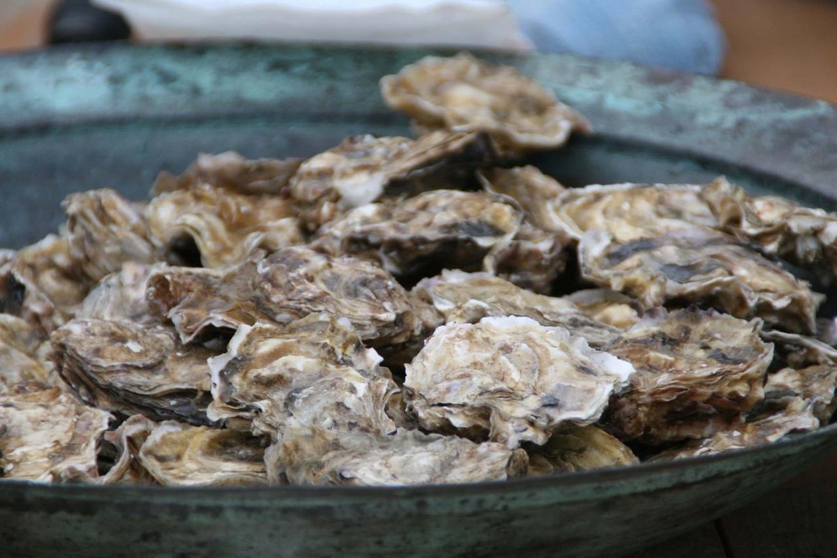 NOAAFisheries's tweet photo. What do scallops, clams, mussels, and oysters have in common (other than being delicious)?

They're bivalves, and "filter feeders." By simply eating their food, they can help filter pollution—in fact, one oyster can filter up to 50 gallons of water a day: https://t.co/6ik2X1U5Na https://t.co/KFYxkbu00R
