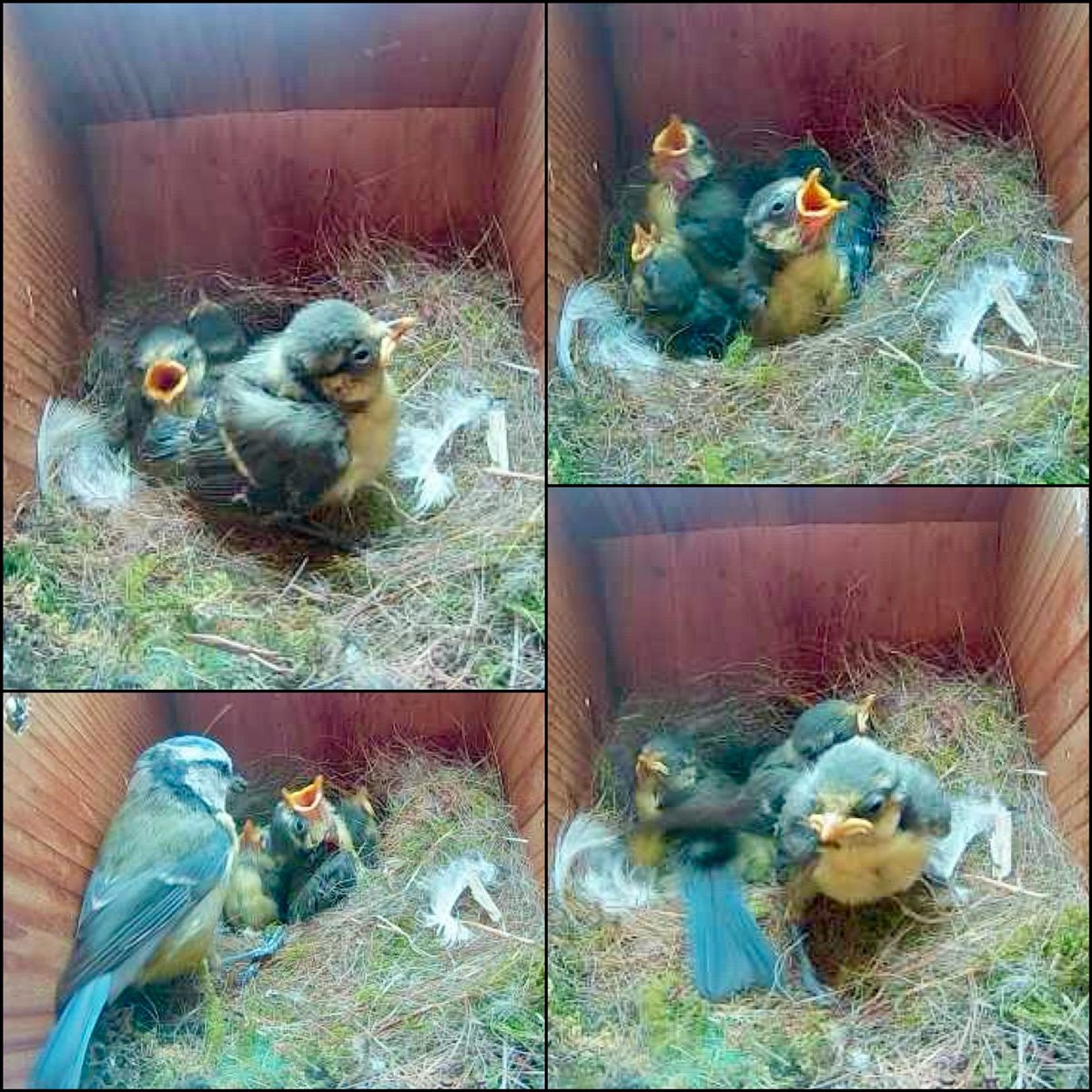 ๐ฆ๐ฆ Laurels Wood ๐ฟ๐ฆก (@laurels_wood) on Twitter photo The Blue Tit chicks are growing upโฆ.looking good team! ๐๐ฆ
#bluetit #birds #gardenbirds #nestcam <a href="/GreenFeathersUK/">Green Feathers</a> The Blue Tit chicks are growing upโฆ.looking good team! ๐๐ฆ
#bluetit #birds #gardenbirds #nestcam <a href="/GreenFeathersUK/">Green Feathers</a>