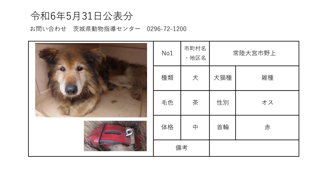 5月31日現在
茨城動物指導センターに保護されている、徘徊迷犬です。
当たりのある方は、茨城県動物指導センターへ至急お電話お願い致します。

茨城県動物指導センター
(受付時間　平日　8:30~17:15)
0296-72-1200
#迷い犬猫
#犬
#猫
#茨城県迷子犬
#茨城県迷子猫