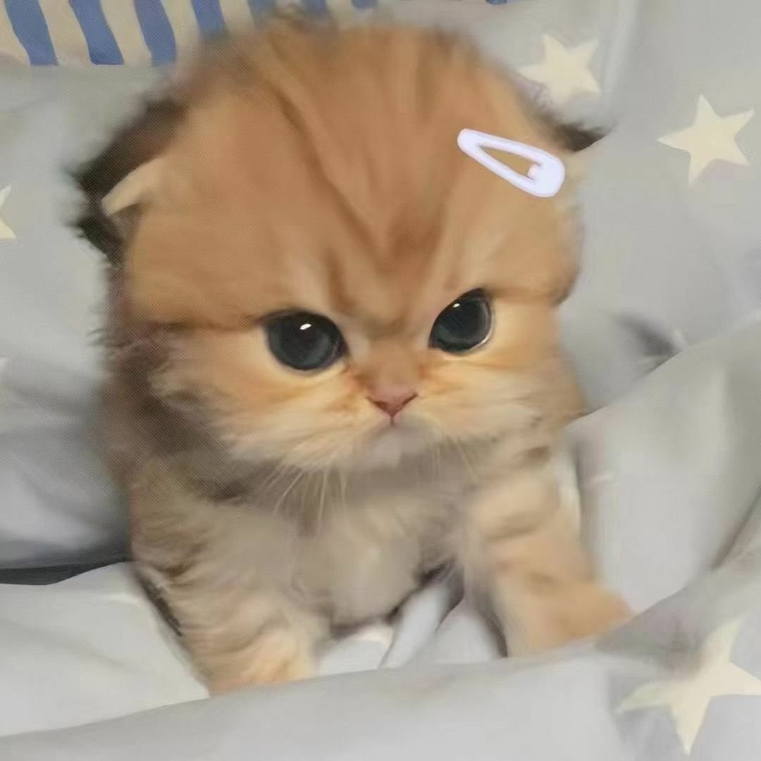 cutecats_____'s tweet photo. https://t.co/6kL6QehcM6