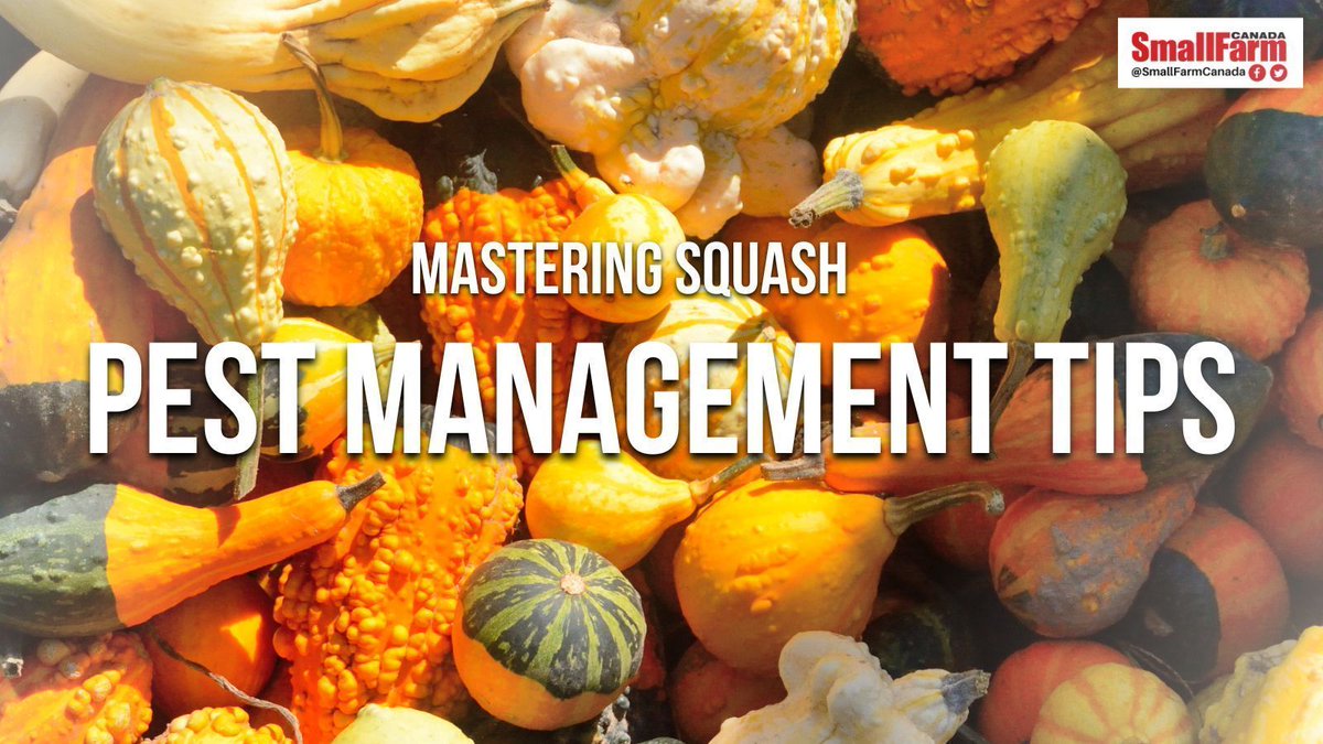 Did you know squash #plants face threats from insects that can destroy your harvest?

Three major pests, like the squash bug, squash vine borer & striped cucumber beetle can wipe out your plants.

Dive into our #PestManagement tips below 👇

smallfarmcanada.ca/gardens-crops/…