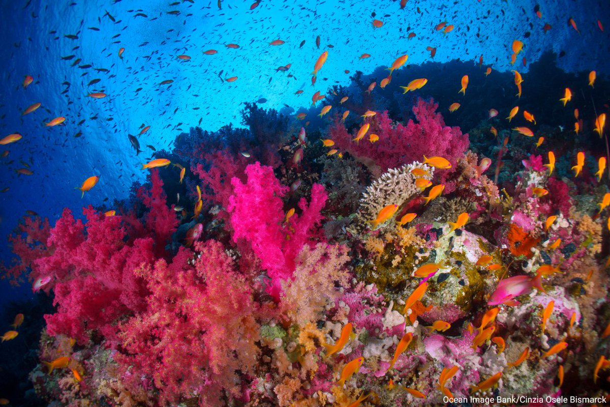 United Nations (@un) on Twitter photo Saturday is World Reef Day!
Coral reefs are home to over 25% of marine life -- yet, they are under serious threat due to human activity.
See how <a href="/UNEP/">UN Environment Programme</a> works to protect these fragile ecosystems: unep.org/interactives/s… Saturday is World Reef Day!
Coral reefs are home to over 25% of marine life -- yet, they are under serious threat due to human activity.
See how <a href="/UNEP/">UN Environment Programme</a> works to protect these fragile ecosystems: unep.org/interactives/s…