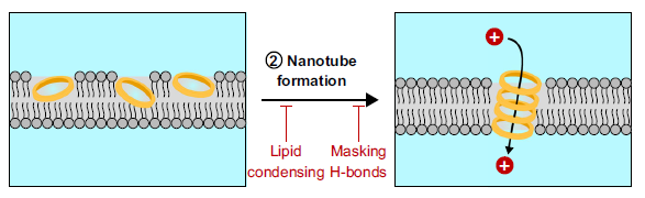'Peptide nanotubes' - lugdunin kills bacteria in a unique way 
nature.com/articles/s4146…
