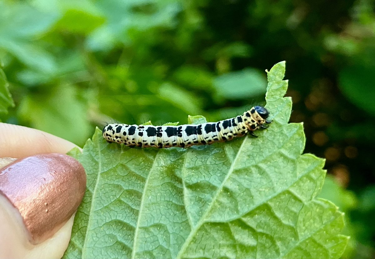Lovely Magpie Moth caterpillar on a Gooseberry bush in my garden. I had no idea the caterpillars shared the same colour scheme as the adults. Hoping to watch it through the process 🙂