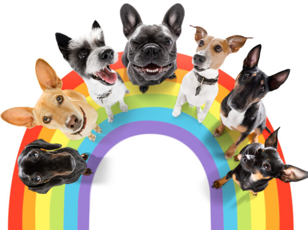 Fagdogssol's tweet photo. Team FAG DOGS https://t.co/cXAwfNWnfj