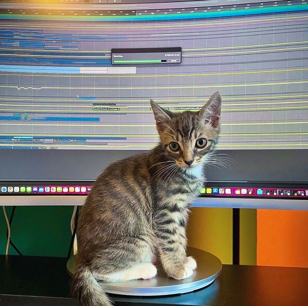 😍 Studio assistant 📷 instagr.am/protoolsbr ▶️ avid.com/pro-tools #kitten #cat #studiolife #assistant #musicproduction #daw #avidprotools #protools #avid