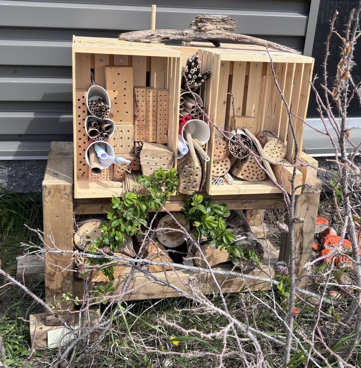 Calling all bees, hummingbirds, and other pollinator pals. We've got a new hot spot for you! #science <a href="/IRIC_WC/">IRIC</a> 🐝🐦‍⬛🦋@MissWoitas <a href="/RDenny_IRIC/">Rae-Ann Denny</a> <a href="/Teacher0708/">Heidi O'Neill</a>