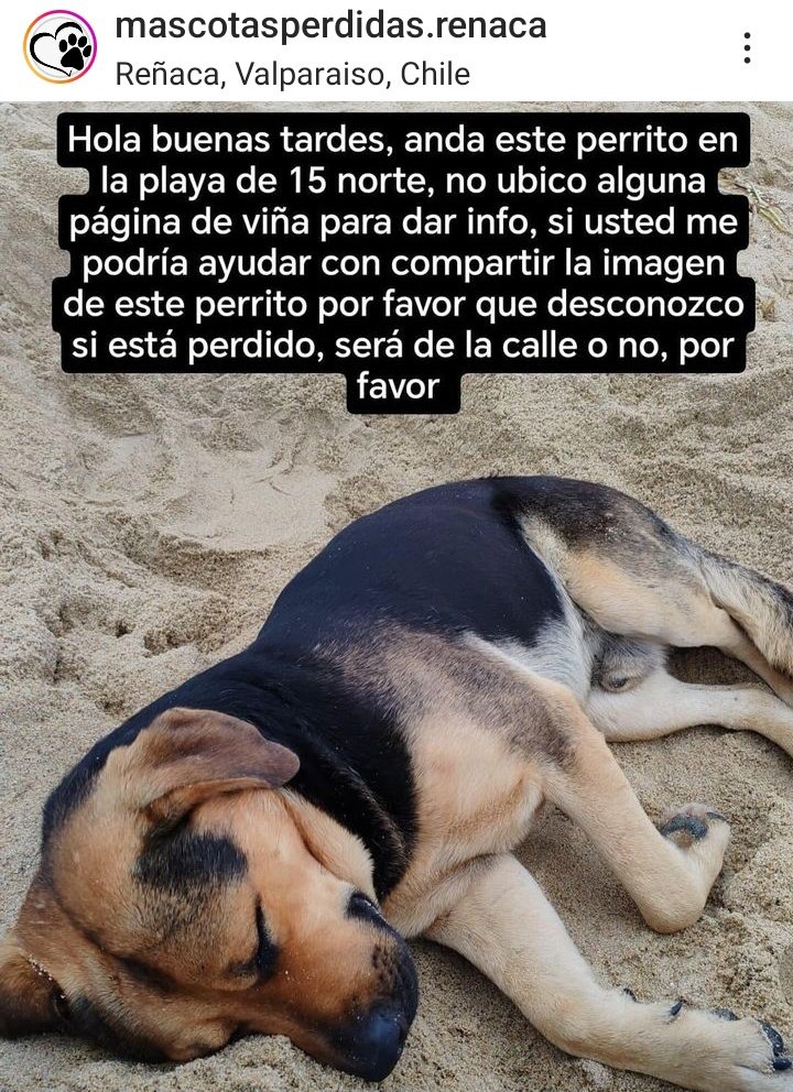 lmdaz's tweet image. ATENCION VIÑA DEL MAR-REÑACA.

PERRITO PERDIDO EN LA PLAYA DEL DEPORTE .  AVISAR DUEÑO  SI ALGUIEN LO BUSCA . RETENER  POR FAVOR. Publicado en Instagram.