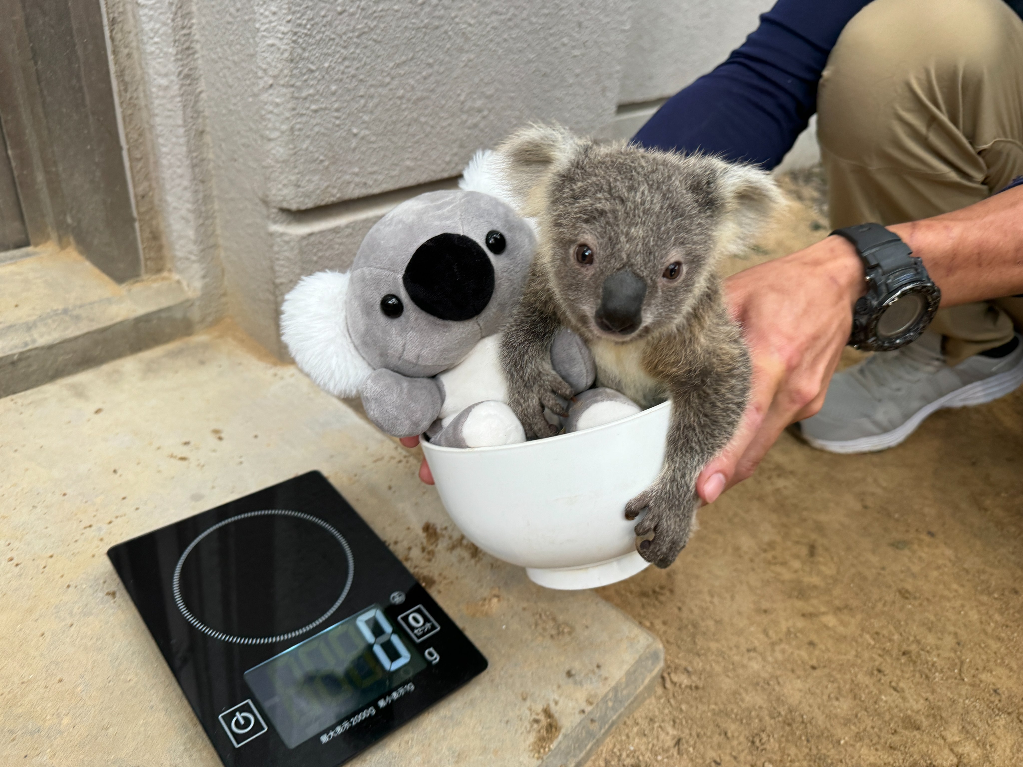 コアラ きらら✨️💖 2024.8.1 . #koala #コアラ #きらら #多摩動物公園