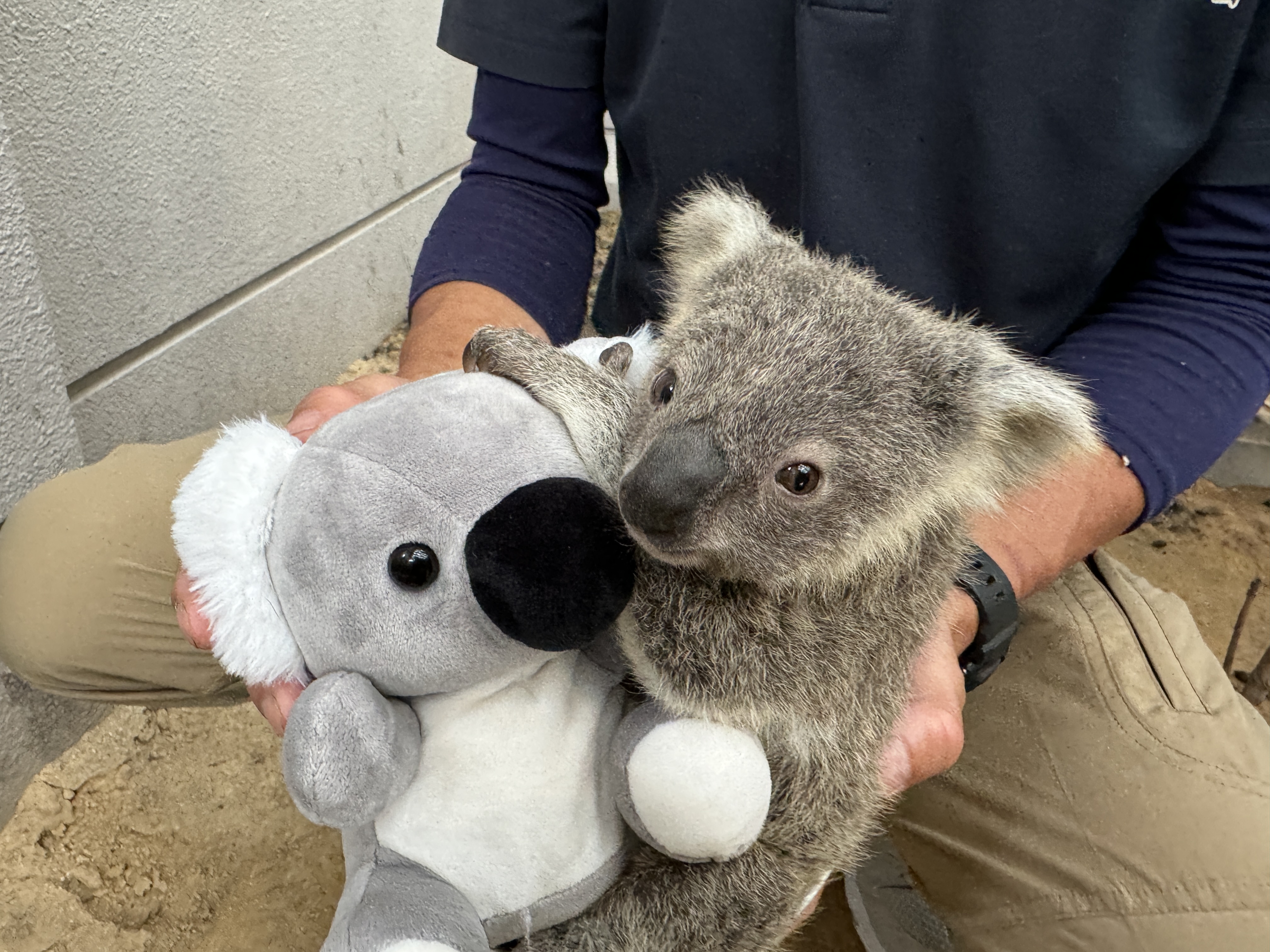 鹿児島市平川動物公園 on X: 