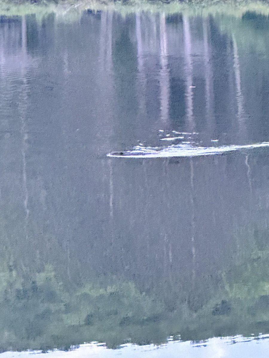 Bellport Middle School tweet media