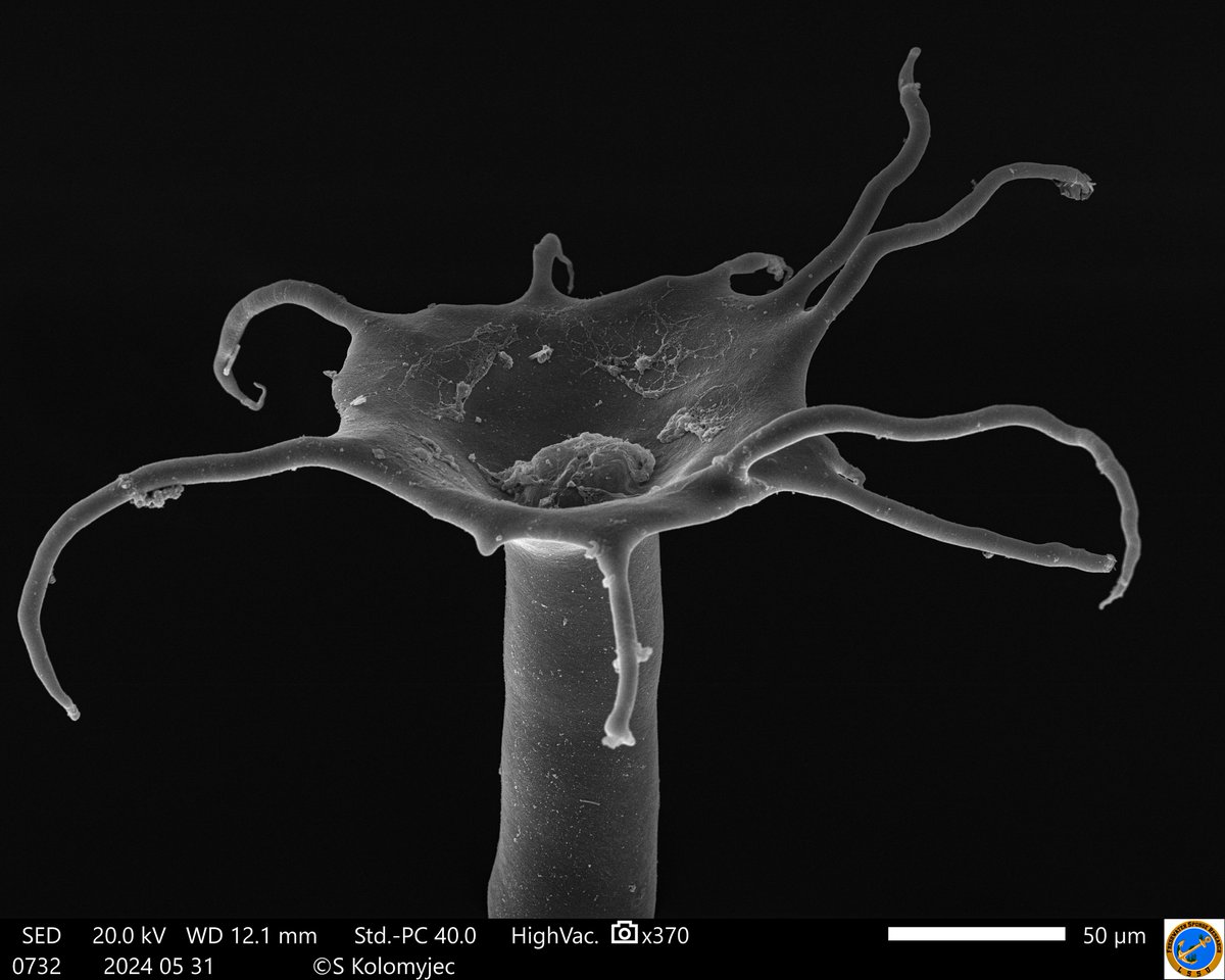 Freshwater Sponge Research tweet media