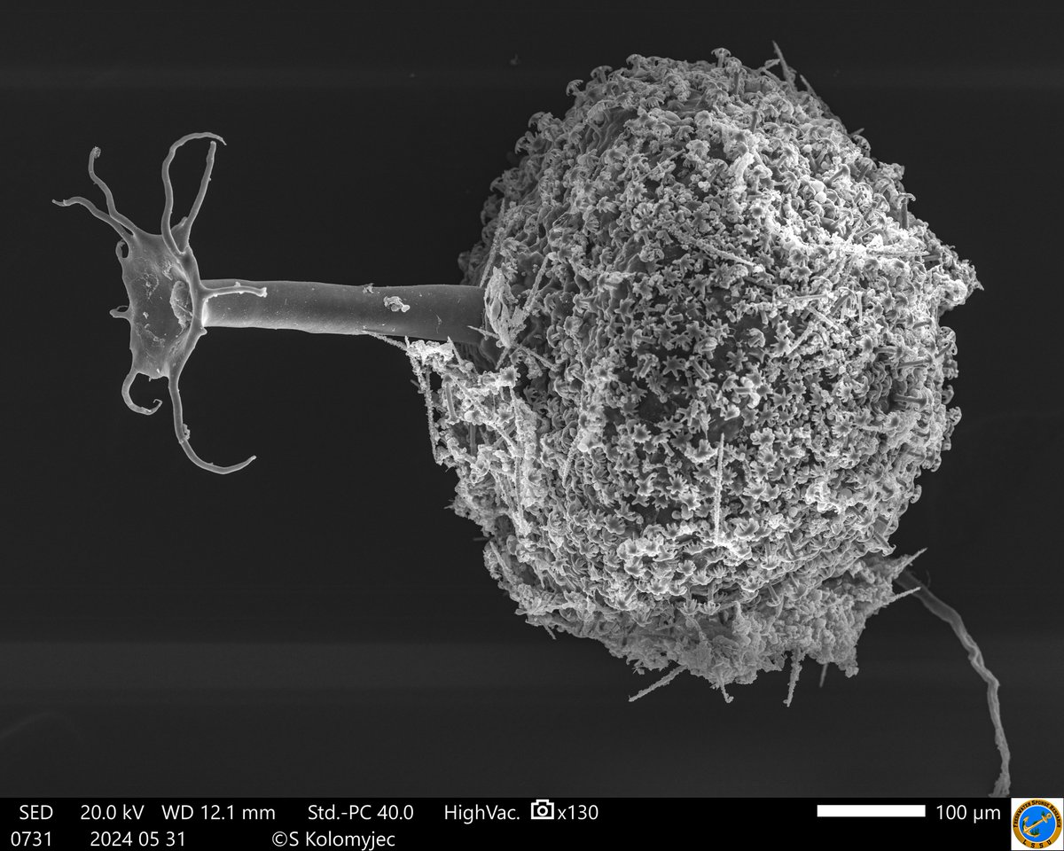 Freshwater Sponge Research tweet media