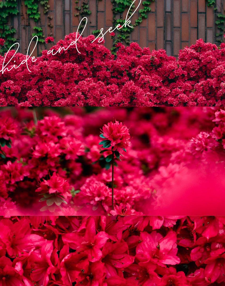 hide and seek

#花 #flowers #red #赤 #Azalea #ツツジ #Spring #japan #photography #beautiful #awesome #sonya7ii #a7ii #カメラ好きな人と繋がりたい  #お散歩カメラ #tokyo #japan #ファインダー越しの私の世界