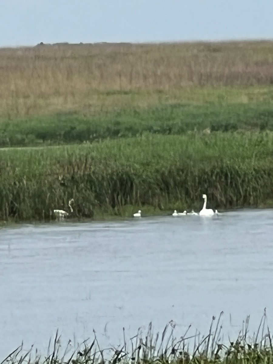 Quite a surprise this week at our farm!  We didn’t even know she was nesting!  7th successful nest in 22 years.  What would we have without WRP!  ⁦<a href="/iowadnr/">Iowa DNR</a>⁩ ⁦<a href="/DucksUnlimited/">Ducks Unlimited</a>⁩ ⁦<a href="/pheasants4ever/">Pheasants Forever</a>⁩