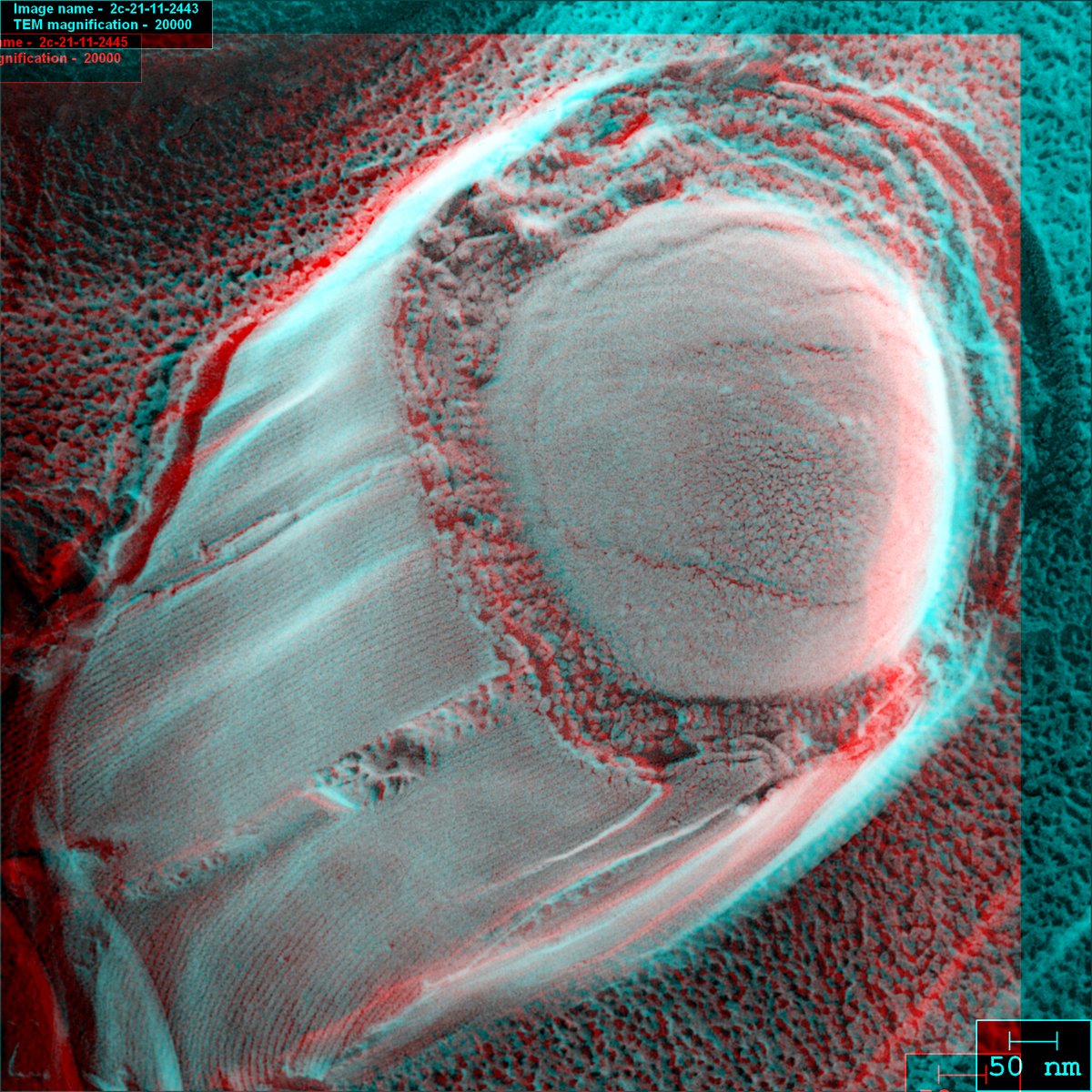 miyata_makoto's tweet image. We analyzed Bacillus spores by our special technique. It gives clear images of unfixed samples with resolution much higher than SEM, in a week. Any cells and microorganisms are welcome to collaboration with us.  #Electronmicroscopy #Bacillus #Spore academic.oup.com/jmicro/article…