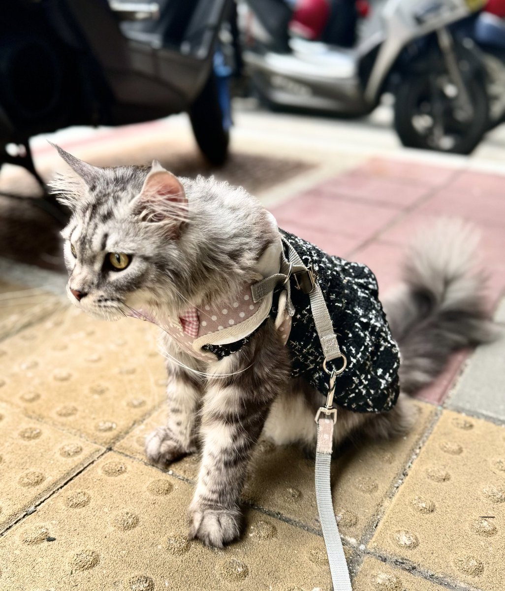 這邊送給大家一隻散步貓咪🐱