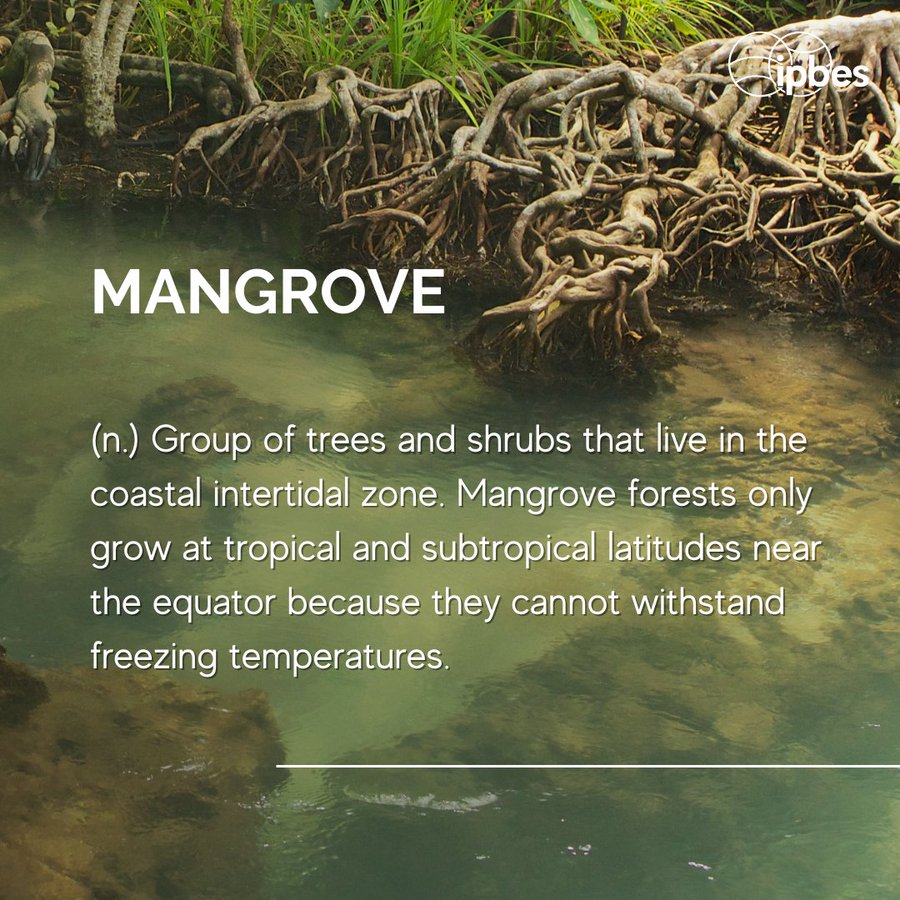 🌿Nature's Lexicon: Unlocking the enigmatic language of #biodiversity 📚

‌Mangroves are vital ecosystems that store carbon and are crucial in tackling the impacts of #ClimateChange. 🌏🌊

‌But what's the definition of #mangrove according to 
<a href="/IPBES/">ipbes</a> ? ⬇️