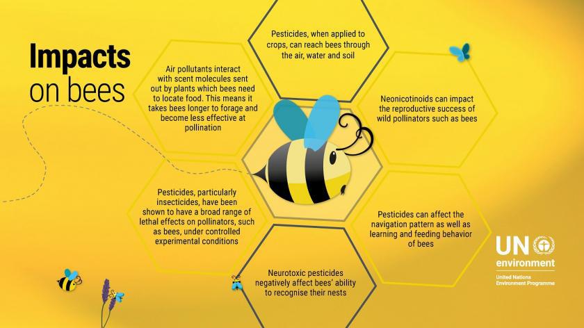 Bees are part of the #biodiversity on which we all depend for our survival

They provide high-quality food—honey, royal jelly and pollen — and other products such as beeswax, propolis and honey bee venom 
Learn about the essence of bees on our planet rb.gy/lznm6t <a href="/UNEP/">UN Environment Programme</a>
