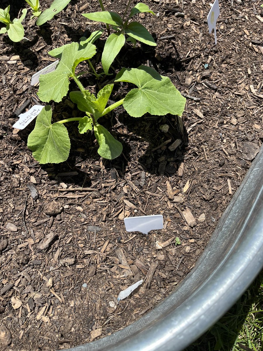 SUPPASTARS (@suppastars) on Twitter photo Back in the fall, we took our pumpkin outside to watch it decompose in a garden bed. Well….look what we discovered today! We are so excited. <a href="/BeaumondeBHJMS/">Beaumonde Heights Junior Middle School</a> Our learning has come full circle! 🎃 Back in the fall, we took our pumpkin outside to watch it decompose in a garden bed. Well….look what we discovered today! We are so excited. <a href="/BeaumondeBHJMS/">Beaumonde Heights Junior Middle School</a> Our learning has come full circle! 🎃
