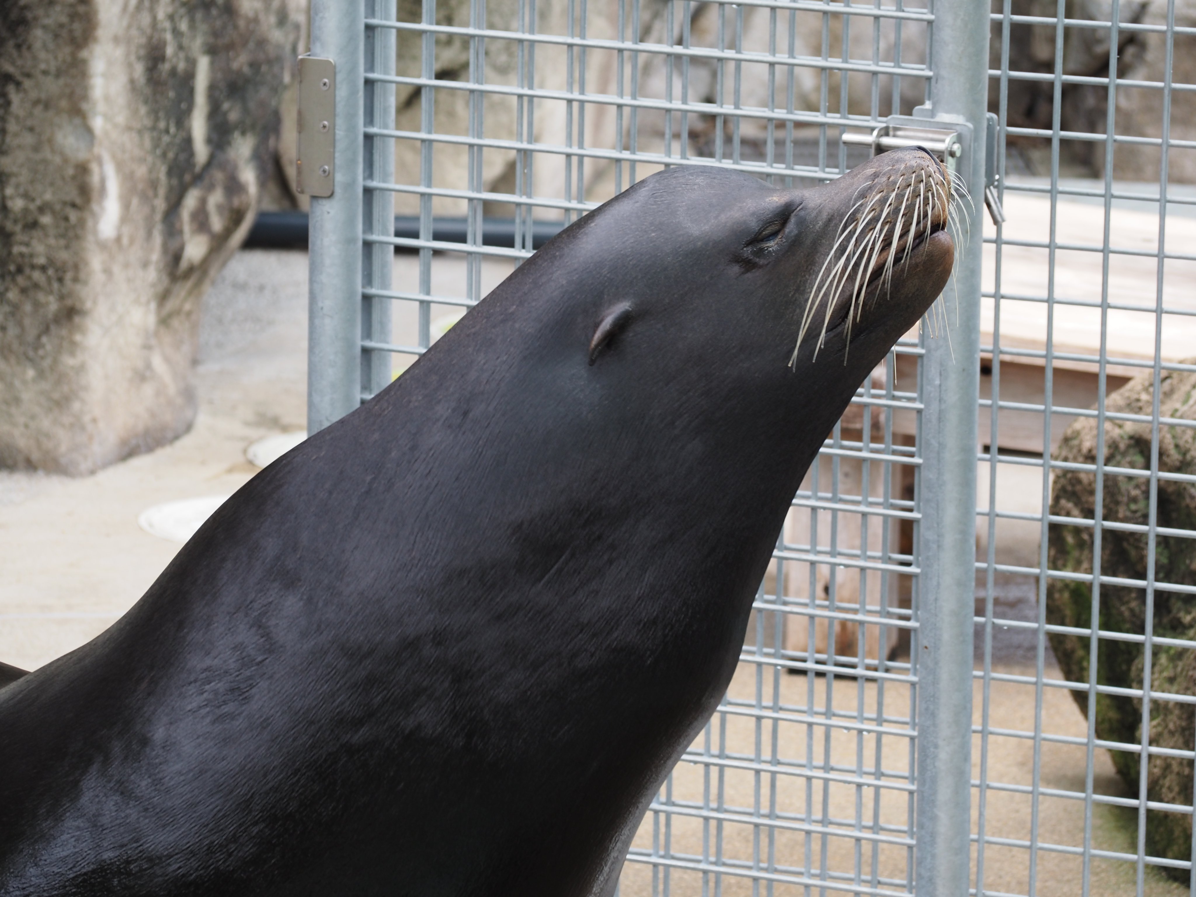 王子動物園 2010•2011ダイアリー 王子動物園 2010•2011ダイアリー 王子動物園 2010&2011年 ダイアリー
