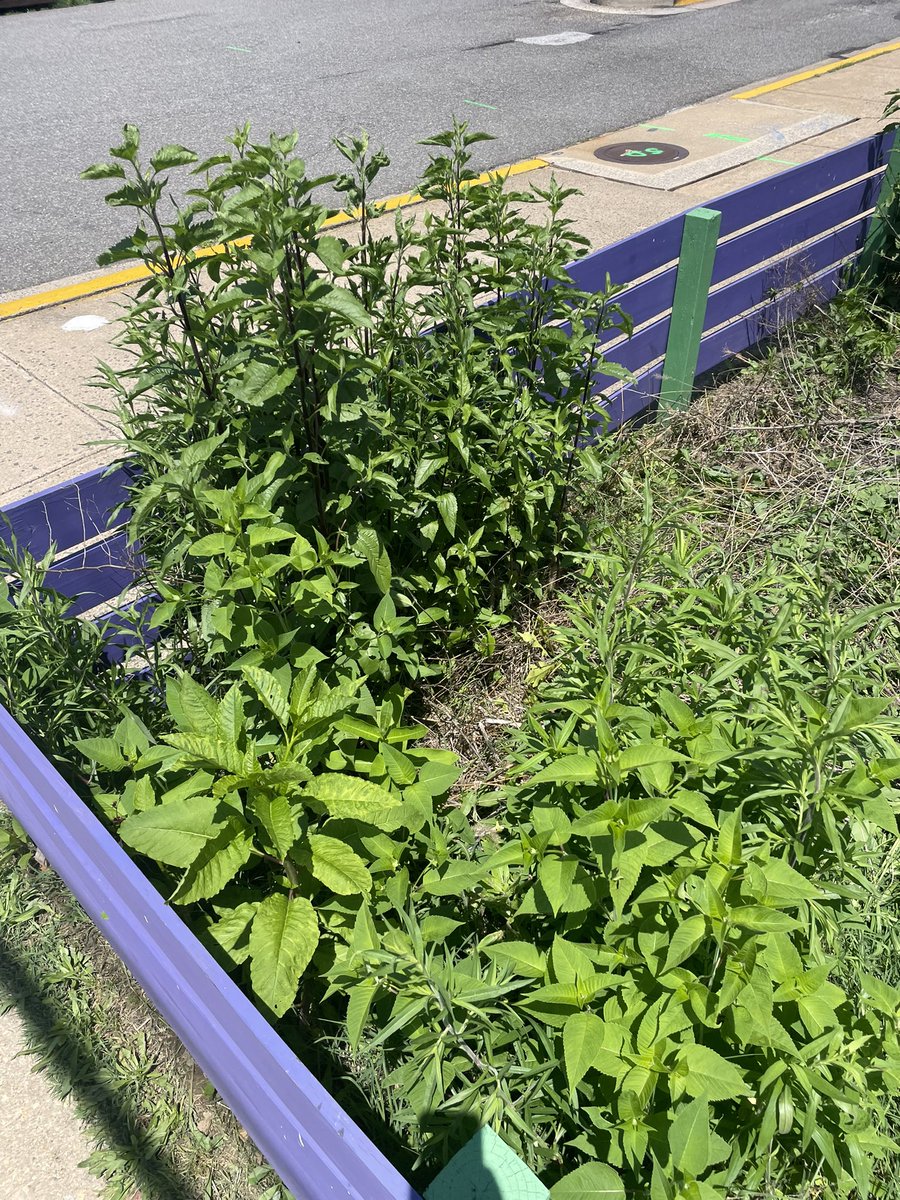 M. Thomas, Ed.D. (@drt_apsmathpbl) on Twitter photo The Interact Club <a href="/APSCareerCenter/">Arlington Career Center</a> will repair this flower bed next week. Looking forward to students from all programs to help rebuild this garden.
๐๐ป๐ชป๐ผ๐ท๐จโ๐พ
<a href="/Margaretchungcc/">Margaret Chung</a>
#WeAreACC
#APSisAwesome The Interact Club <a href="/APSCareerCenter/">Arlington Career Center</a> will repair this flower bed next week. Looking forward to students from all programs to help rebuild this garden.
๐๐ป๐ชป๐ผ๐ท๐จโ๐พ
<a href="/Margaretchungcc/">Margaret Chung</a>
#WeAreACC
#APSisAwesome
