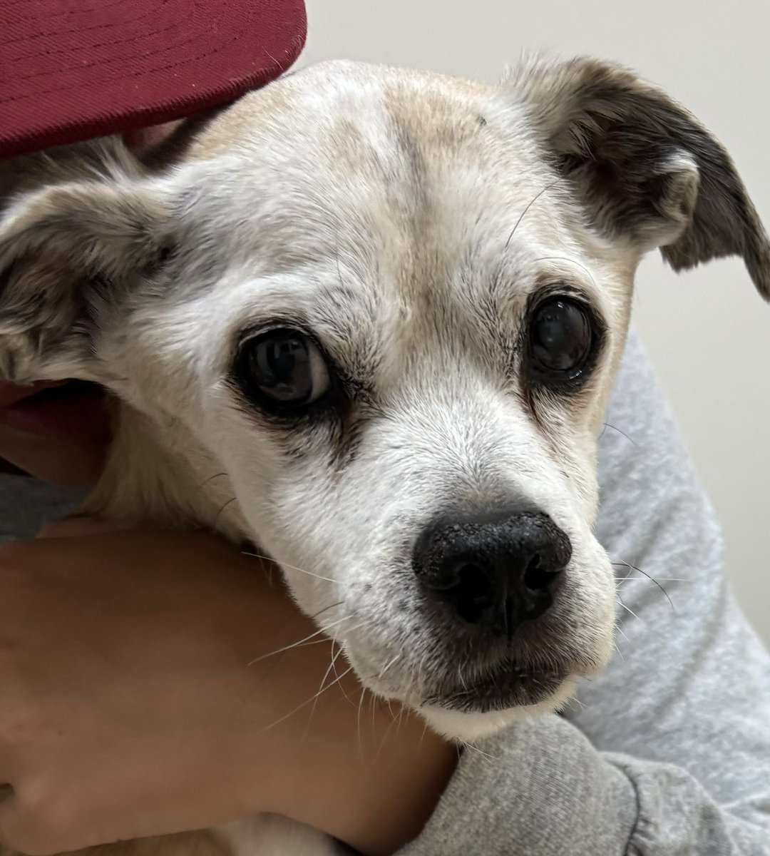 JasonToth19's tweet image. God speed trusted companion😇. You brought our family 17+ years of loyal love and happiness. Till we meet again ❤️