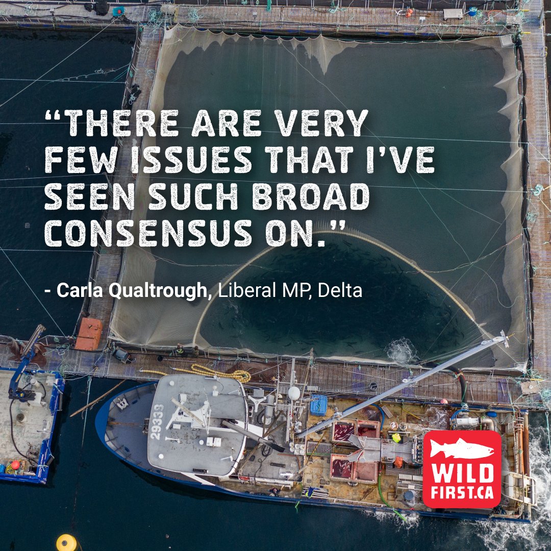 BC is the last place on North America's west coast with ocean-polluting Atlantic salmon farms. 'There is broad consensus that open net fish farms have to go,' says @CQualtro, Liberal MP for Delta. Qualtrough said the federal government's commitment was to have the