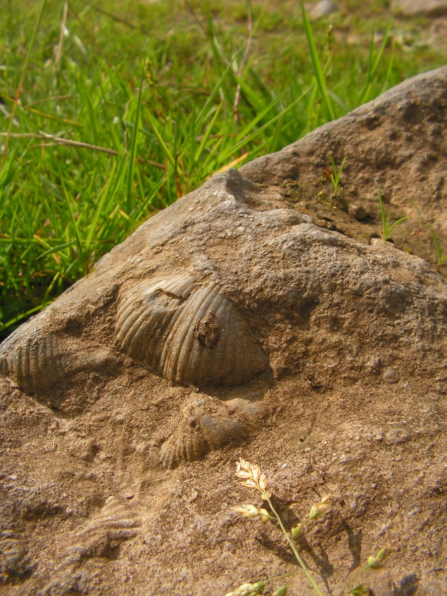 The Dales Highway east from Settle roughly follows the Middle Craven Fault. It's a magnificent place for a walk this #FossilFriday

Keep your eyes peeled, as some of the limestone in this area formed part of a fossil reef. We spotted these spiriferid brachiopods on our last trip!