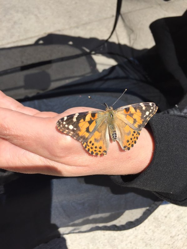 KellyCoxEDU's tweet photo. Today, we release our baby butterflies! #butterflylifecycle @CPS_MES @SCDSB_Schools @scdsboutdoors https://t.co/gZsZ1NCcFu