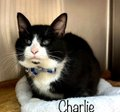 Save this blind boy 'Charlie' of the tuxie kind! who is precious you will find! #MariettaGA is where he dwells & ready to meet some new kitty pals! Blind cats aren't special needs we know & when you adopt one just go slow! Adopt! Pledge! URGENT!🙏 Tag @sachikoko with pledges!