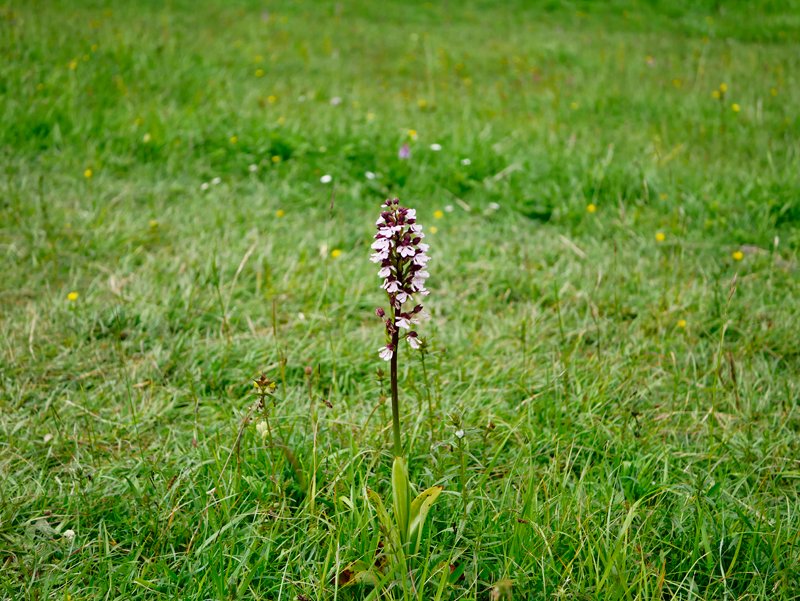 It's always nice to meet a Lady from Kent, as in this Lady Orchid from a Kent Botanical Recording Group field trip yesterday in East Kent.
Orchis purpurea