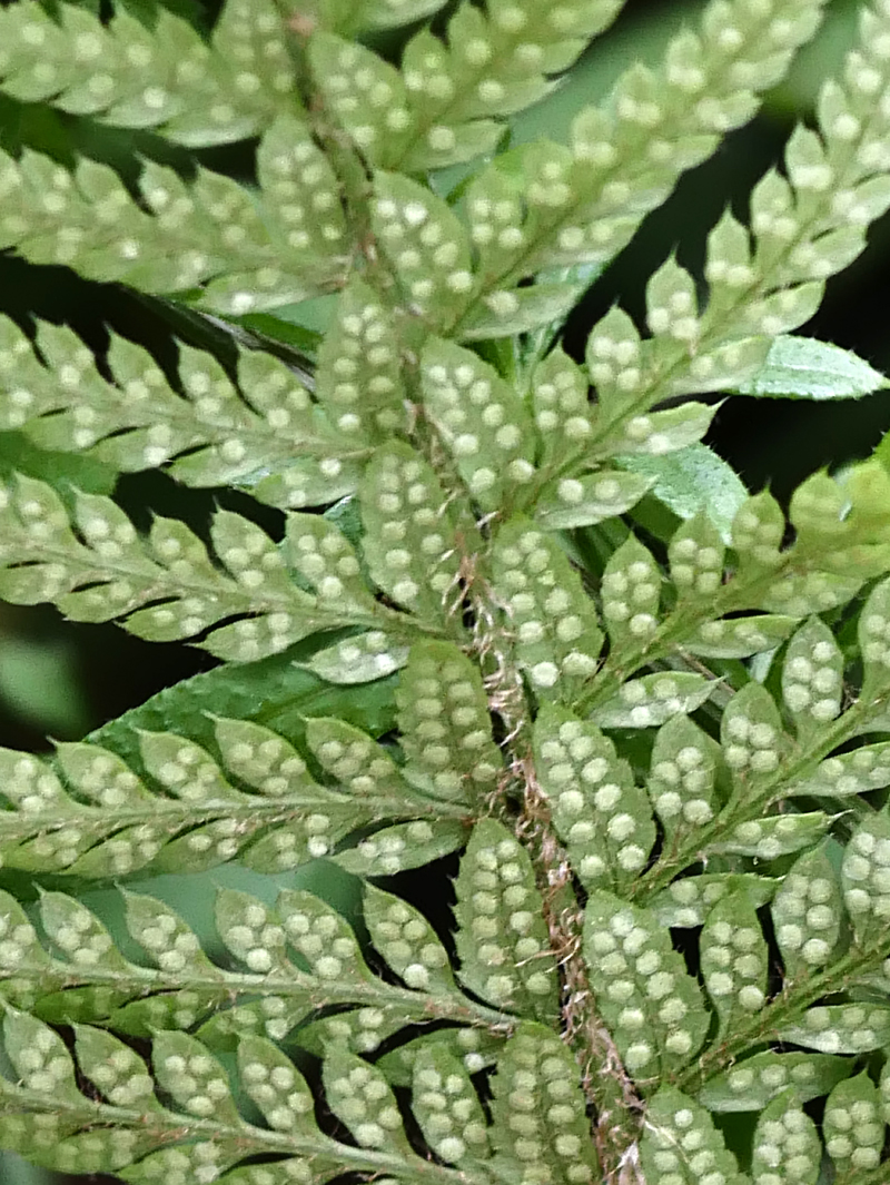 A beautiful looking fern found on a Kent Botanical Recording Group field trip yesterday in East Kent. This is the Hard Shield Fern, Polystichum aculeatum.